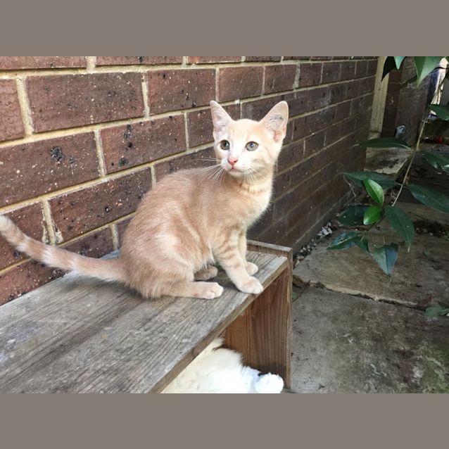 Photo of Maple