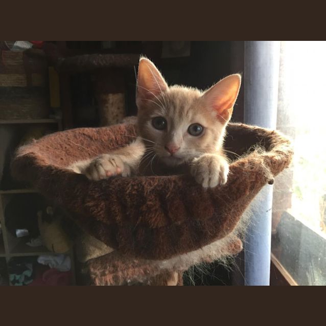 Photo of Maple