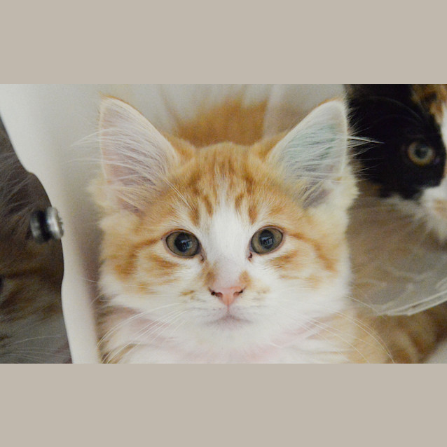 Photo of Rusty