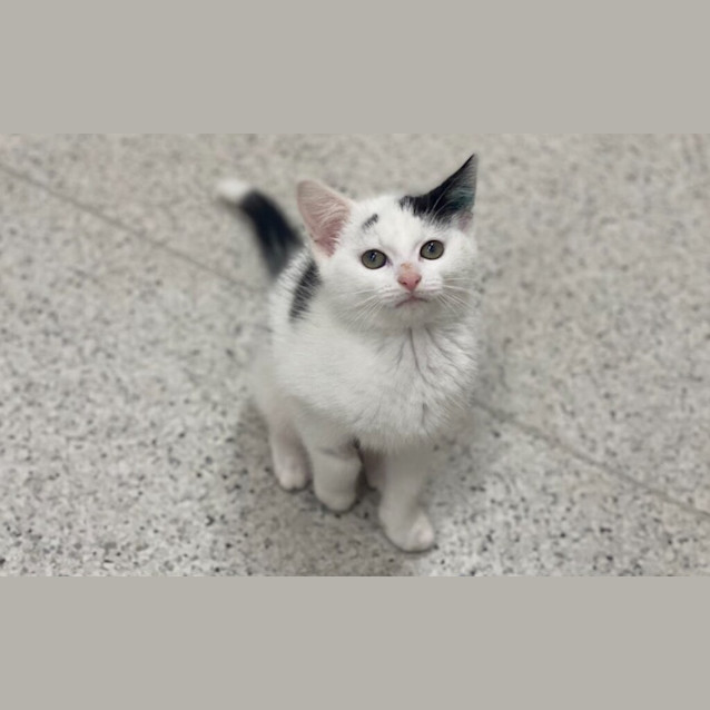 Photo of Plum