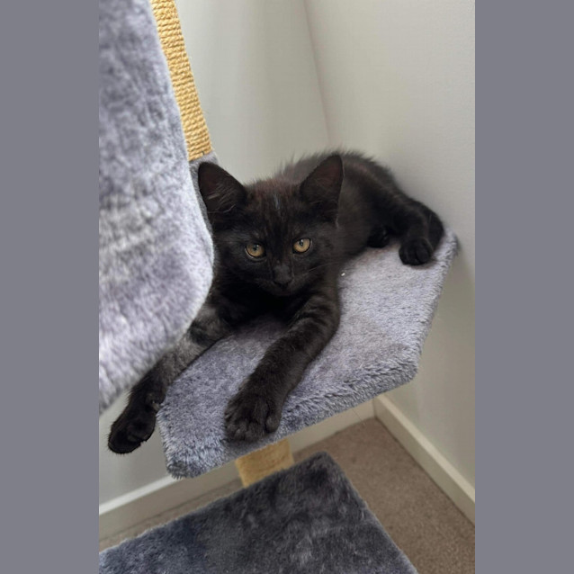 Photo of Kahlua