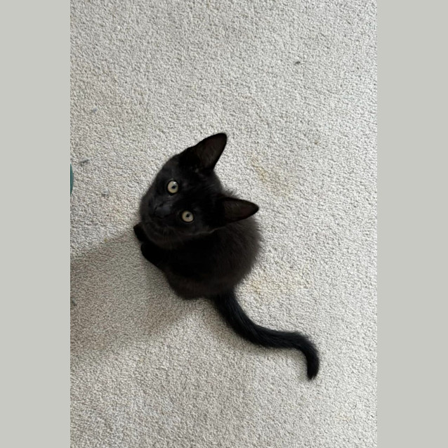 Photo of Kahlua