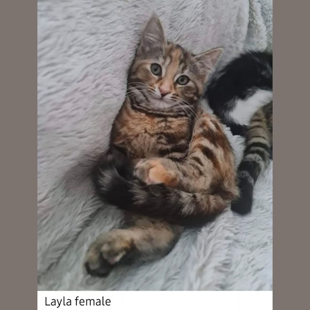Photo of Layla