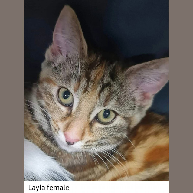 Photo of Layla
