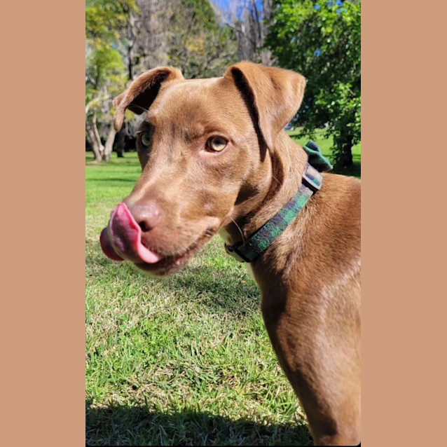Photo of Milo