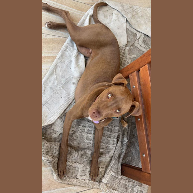 Photo of Milo