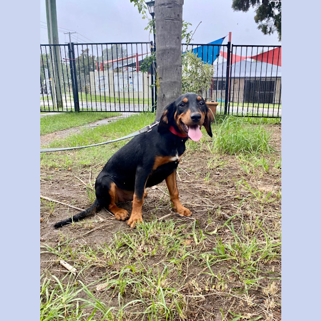 Photo of Dewy