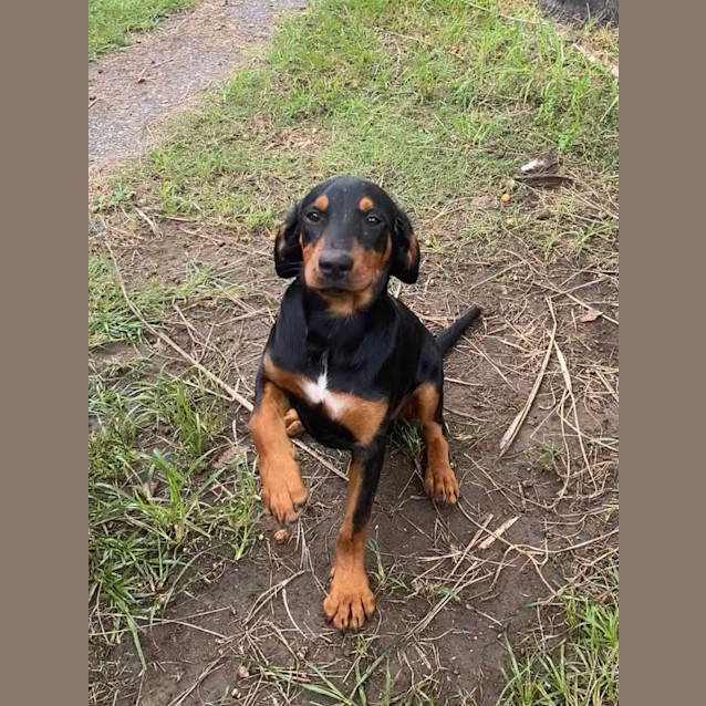Photo of Dewy