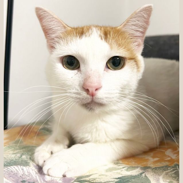 Photo of ❤️theon The Purr Machine ❤️