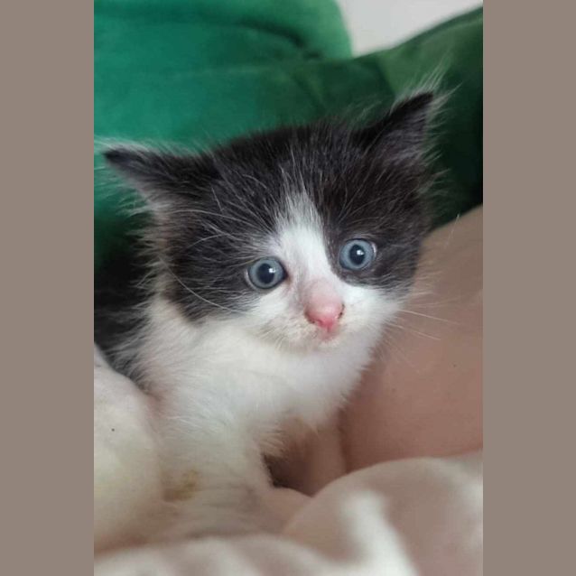 Photo of Phoenix (K4)