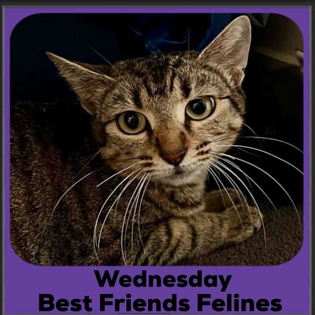 Photo of Wednesday