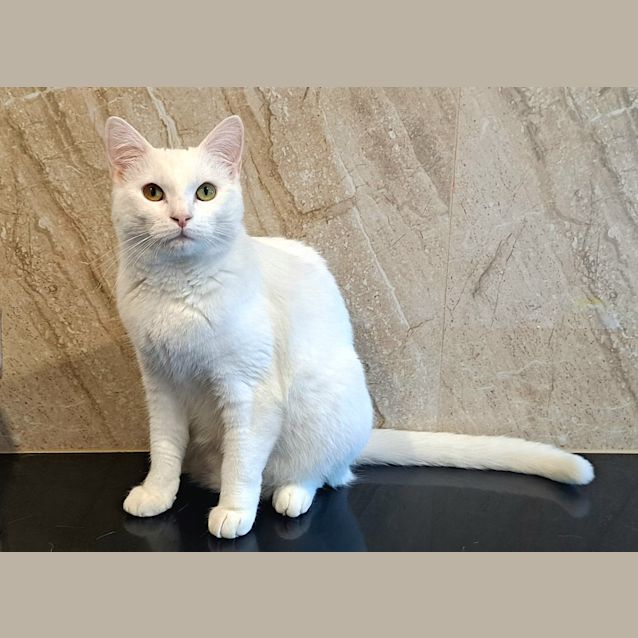 Photo of Snowy