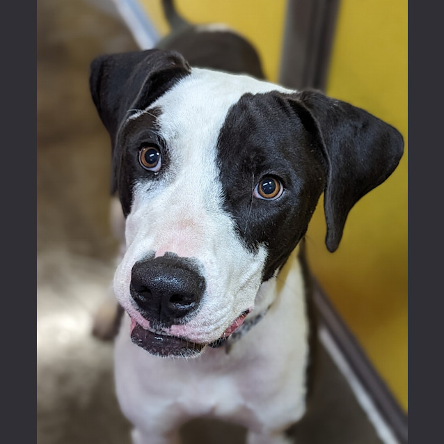 Photo of Patch