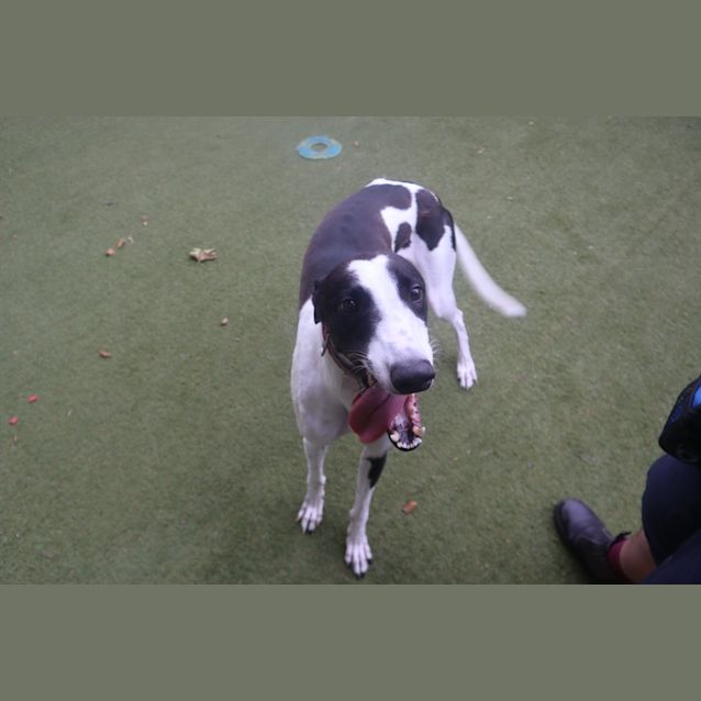 Photo of Stitch