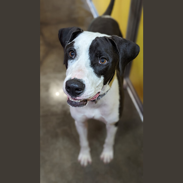 Photo of Patch