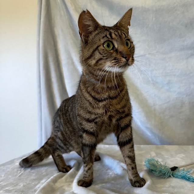 Photo of Scaredy Cat