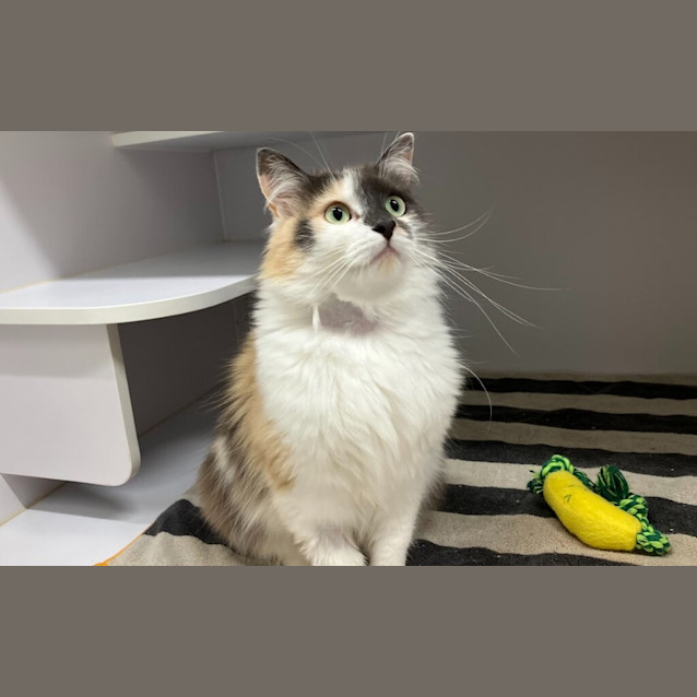 Photo of Cosmo