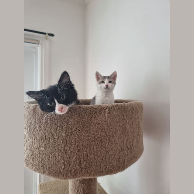 Photo of Shark Boy & Scratch Post