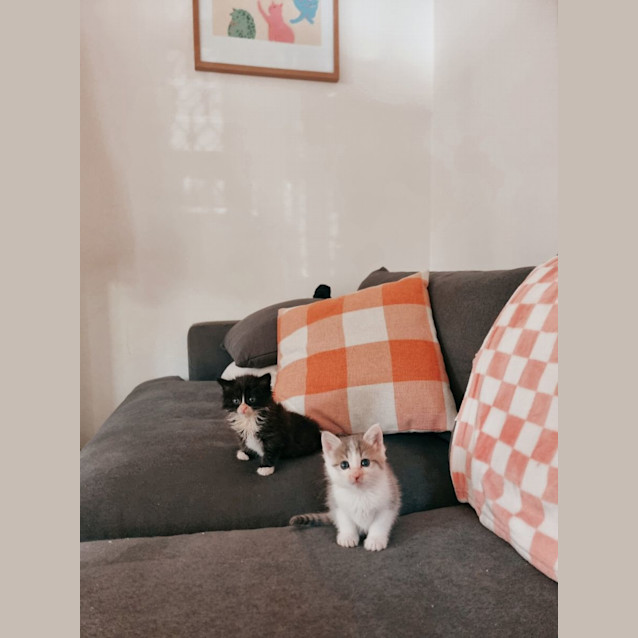 Photo of Shark Boy & Scratch Post