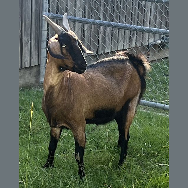 Photo of Houdini