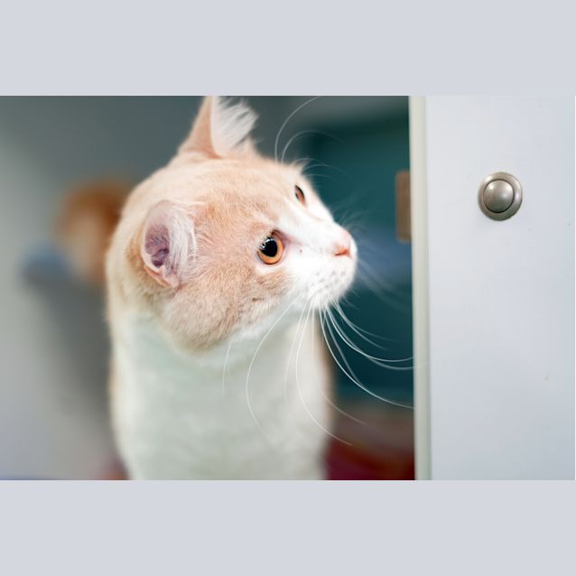 Photo of Sprinkles