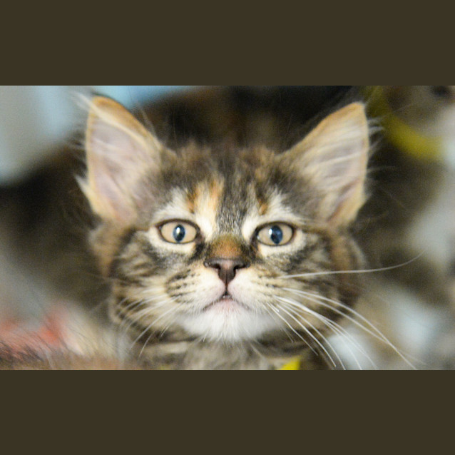 Photo of Bonte