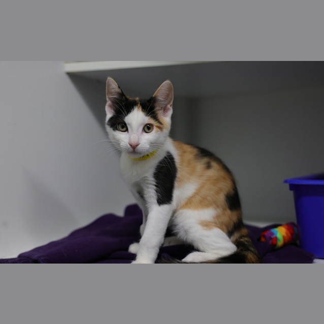 Photo of Pamuk