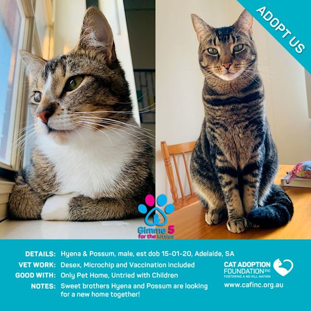 Photo of Hyena And Possum Just $39 Bonded Pair!