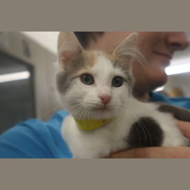 Photo of Gypsy