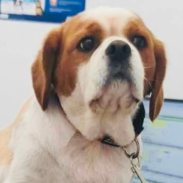 Photo of Duke 🐶🐾🦴🐶(Assisted Rehome)