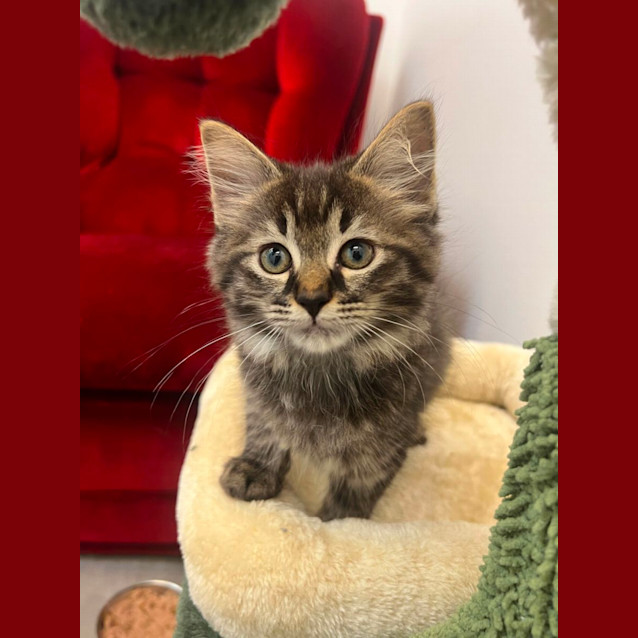 Photo of Marshmallow