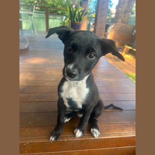 Photo of Solo