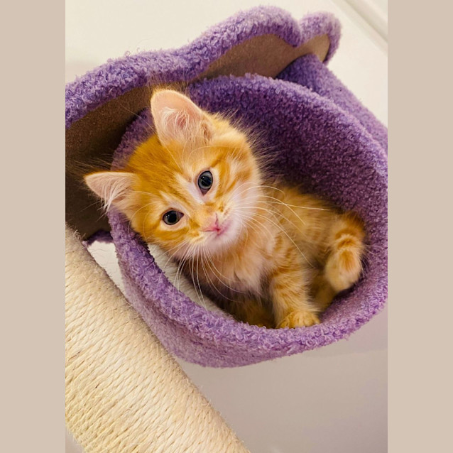 Photo of Biscuit Maker Jericho