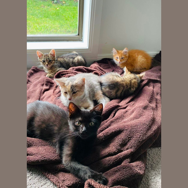 Photo of Biscuit Maker Jericho