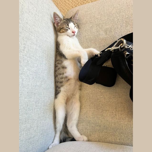 Photo of Beanie