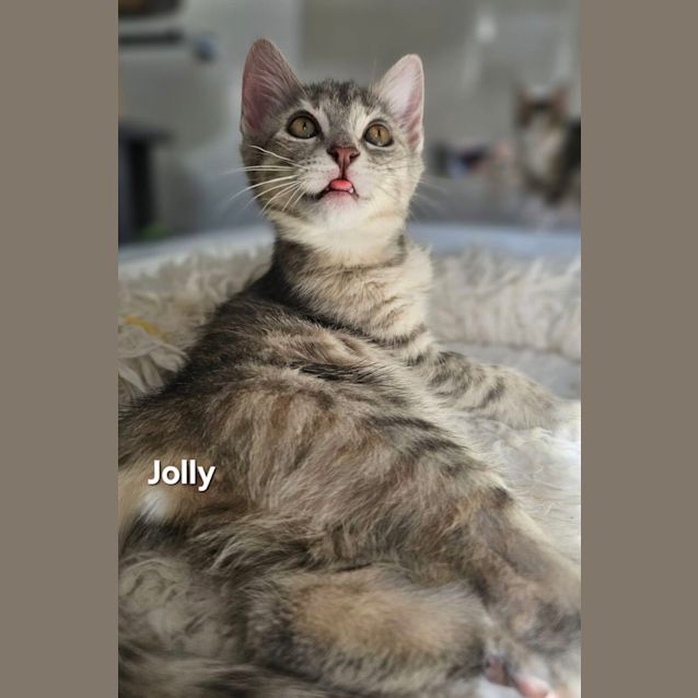 Photo of Jolly