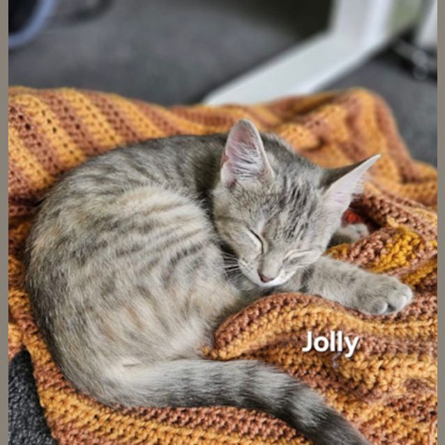 Photo of Jolly