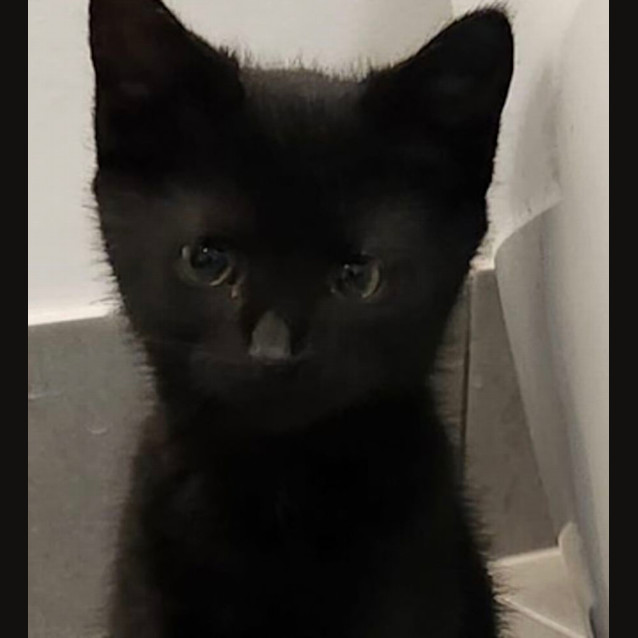 Photo of Rebel