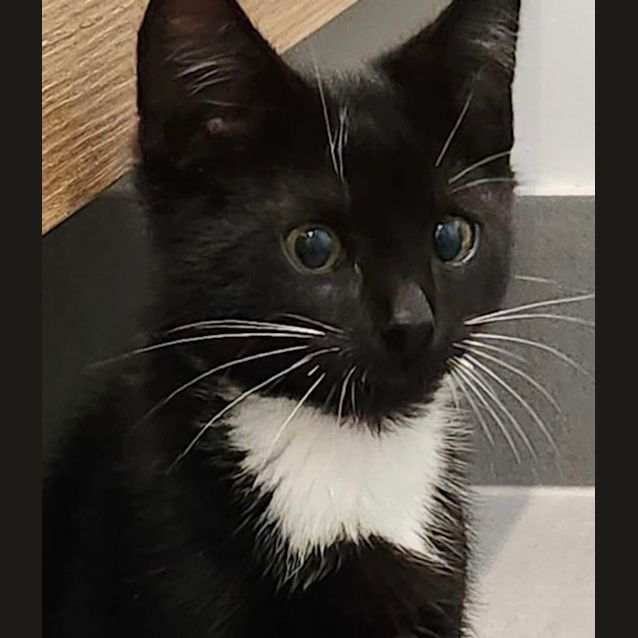 Photo of Sox