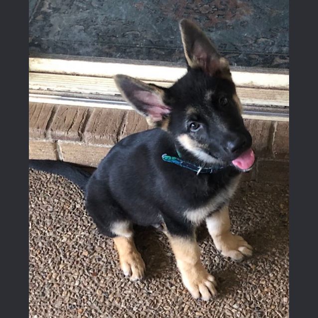 Photo of Ace