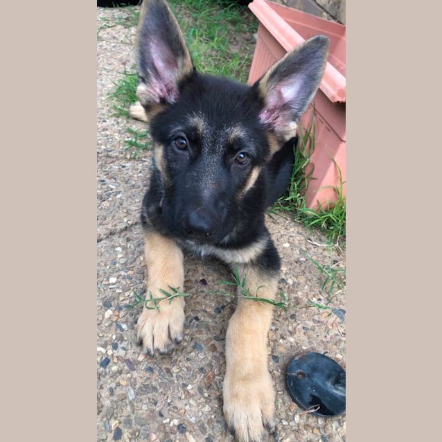 Photo of Ace