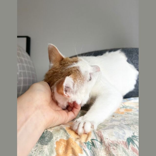 Photo of ❤️theon The Purr Machine ❤️