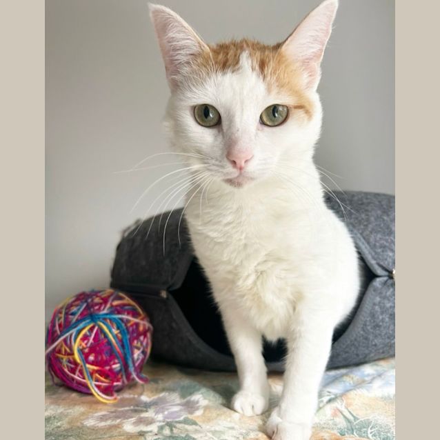 Photo of ❤️theon The Purr Machine ❤️