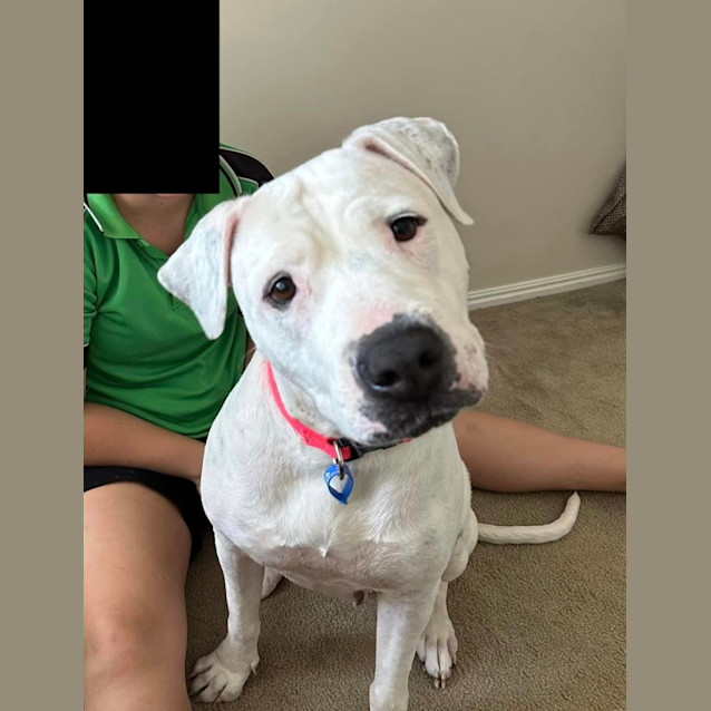 Photo of Rosie *$150 Adoption Fee*