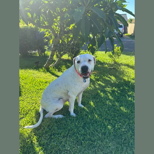 Photo of Rosie *$150 Adoption Fee*