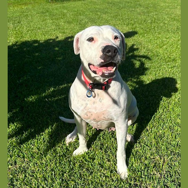 Photo of Rosie *$150 Adoption Fee*