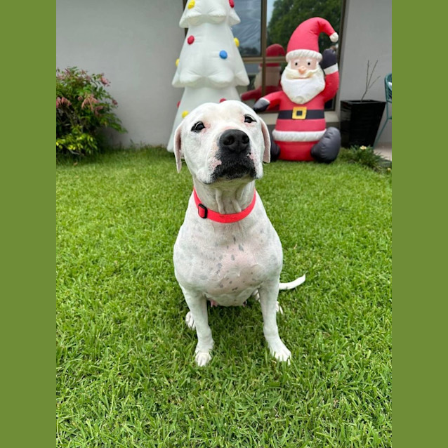 Photo of Rosie *$150 Adoption Fee*