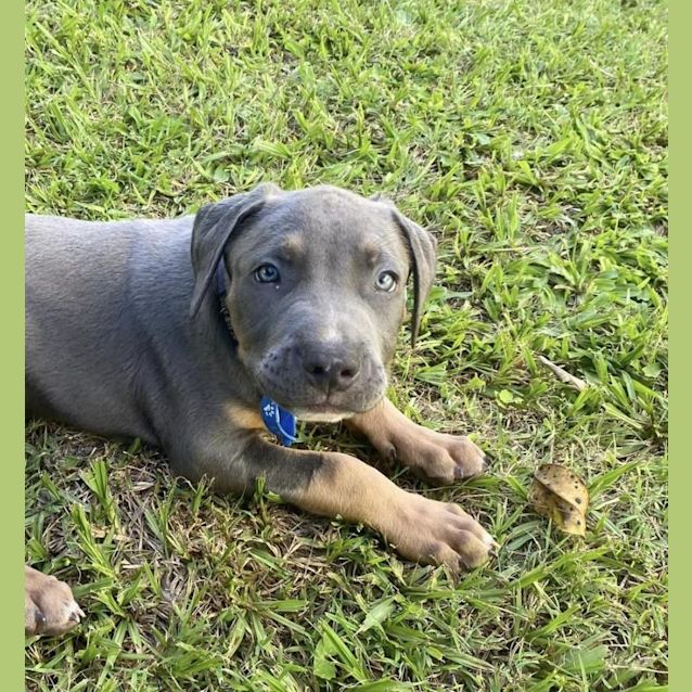 Photo of Lentil