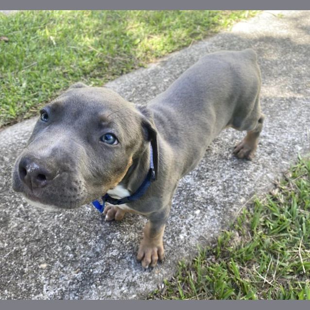 Photo of Lentil