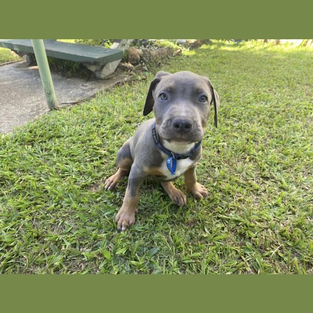 Photo of Lentil